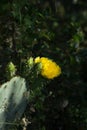 Yellow Prickly Pear Cactus Bloom Royalty Free Stock Photo