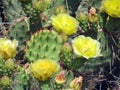 Yellow prickly pear cactus blossoms open in western Colorado spring Royalty Free Stock Photo