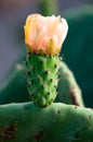 Yellow Prickly Pear Cactus Flower Royalty Free Stock Photo