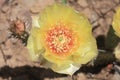Yellow Prickly Pear Cactus Flower