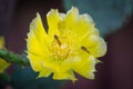 Yellow Prickly Pear Cactus flower close up isolated Royalty Free Stock Photo