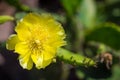 Yellow Prickly Pear Cactus flower close up isolated Royalty Free Stock Photo