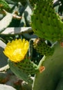 Yellow prickly pear cactus flower in the courtyard of a hotel on the shores of the Red Sea, Egypt Royalty Free Stock Photo