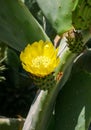 Yellow prickly pear cactus flower in the courtyard of a hotel on the shores of the Red Sea, Egypt Royalty Free Stock Photo
