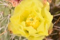 Yellow Prickly Pear Cactus Flower Near Moab Utah Royalty Free Stock Photo