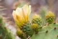 Yellow prickly pear cactus with yellow blossom flowers Genus Opuntia