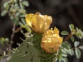 Yellow prickly pear flower in Bale National Park, Ethiopia