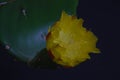 Yellow prickly pear flower on a dark blue background, close-up. Flowering of a large cactus. Royalty Free Stock Photo