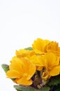 Yellow primerose Royalty Free Stock Photo