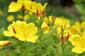 Yellow Evening Primrose Flowers in the garden. Royalty Free Stock Photo