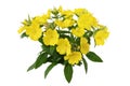 Yellow Primrose Royalty Free Stock Photo