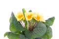 Yellow primrose Royalty Free Stock Photo