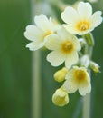 Yellow primrose background Royalty Free Stock Photo