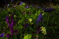 yellow primrose, blue bells and early purple orchid flowers Royalty Free Stock Photo