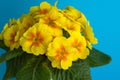 Yellow primrose on a bright blue background, floral spring background