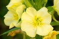 Yellow primrose flower Royalty Free Stock Photo