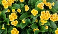 Yellow primrose flowers, green leaves background, primula blossom in garden, many small delicate flowers, nature spring summer Royalty Free Stock Photo