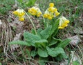 Yellow primrose Royalty Free Stock Photo