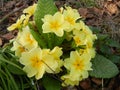 Yellow primrose plant growing wild