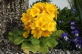 Yellow primrose `polianthus` in a flowerbed Royalty Free Stock Photo