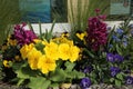 Yellow primrose and purple hyacinth in a flowerbed Royalty Free Stock Photo