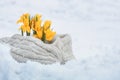 Yellow primroses bloomed in early spring, crocuses in the snow Royalty Free Stock Photo