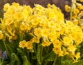 Yellow primroses bunch on garden Royalty Free Stock Photo