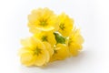 Yellow primroses on white background