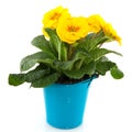 Yellow Primula in blue bucket