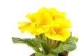 Yellow Primula flower