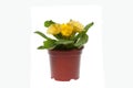 Yellow primula in flowerpot