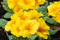 Yellow primula flowers in blossom