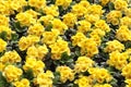 Yellow Primula Royalty Free Stock Photo