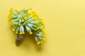 Yellow primula flowers with packthread on yellow background Royalty Free Stock Photo