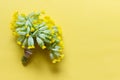 Yellow primula flowers with packthread on yellow background