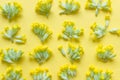 Yellow primula flowers randomly arranged on yellow background Royalty Free Stock Photo