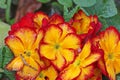 Yellow primula flowers in Spring Royalty Free Stock Photo