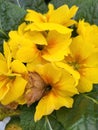 Yellow Primula and Green Leaves