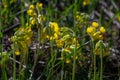 Yellow Primula veris cowslip, common cowslip, cowslip primrose on soft green background.Selective focus