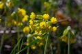 Yellow Primula veris cowslip, common cowslip, cowslip primrose on soft green background.Selective focus