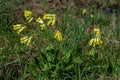 Yellow Primula veris cowslip, common cowslip, cowslip primrose on soft green background.Selective focus