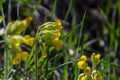 Yellow Primula veris cowslip, common cowslip, cowslip primrose on soft green background.Selective focus