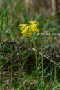 Yellow Primula veris cowslip, common cowslip, cowslip primrose on soft green background.Selective focus