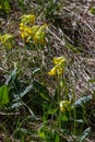 Yellow Primula veris cowslip, common cowslip, cowslip primrose on soft green background.Selective focus