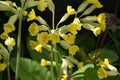 Yellow Primula Veris Flowers