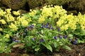 Yellow Primula Vulgaris and blue Lungwort Royalty Free Stock Photo