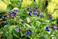 Yellow Primula Vulgaris and blue Lungwort Royalty Free Stock Photo