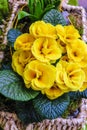 Yellow Primulaceae in small basket Royalty Free Stock Photo