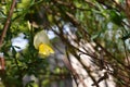 The yellow princess-like flower being surrendered on the green field in Sapporo Japan Royalty Free Stock Photo