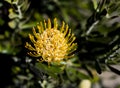 Yellow protea bloom on a bush Royalty Free Stock Photo